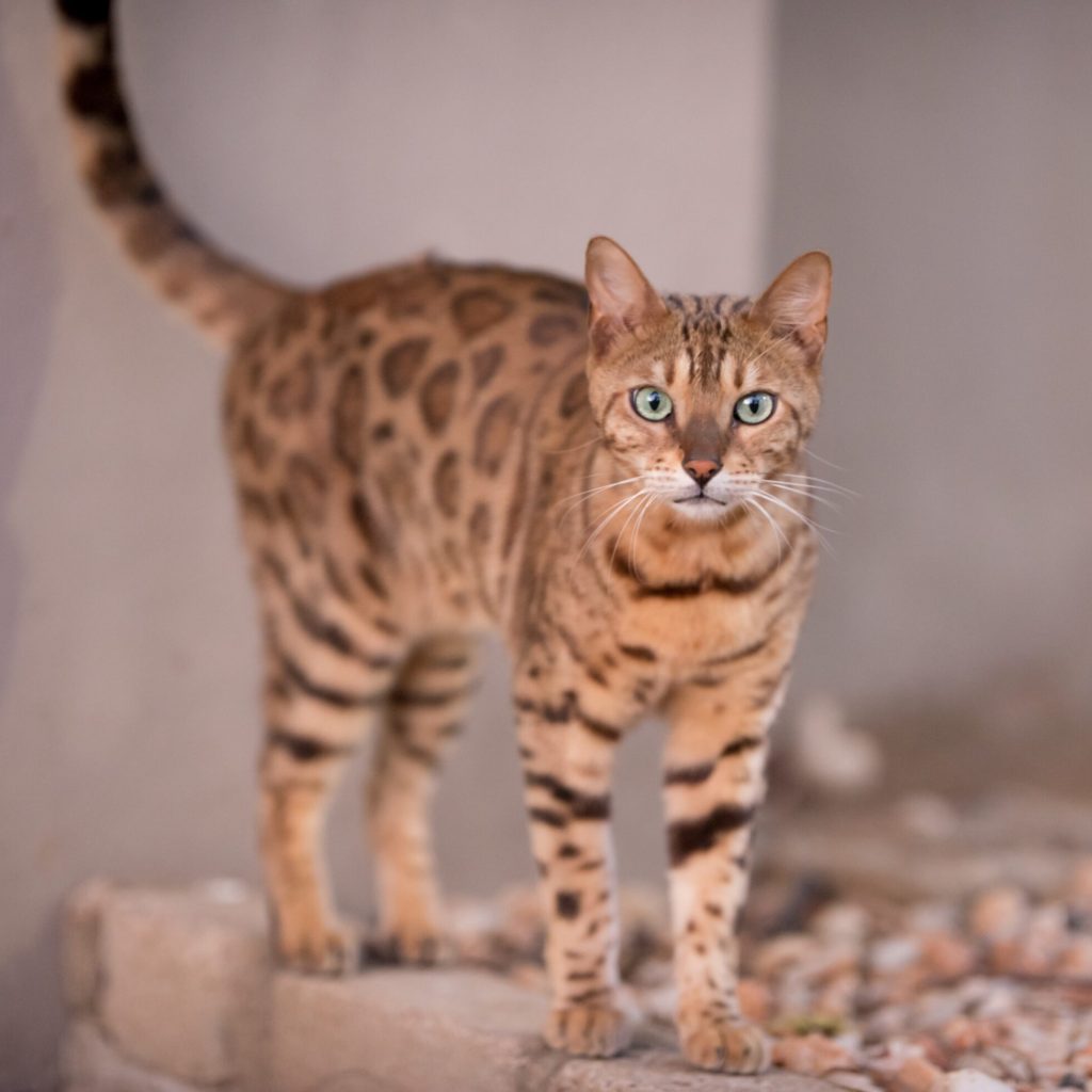 Bengalí